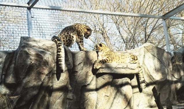 总面积约230平方米 西宁野生动物园豹馆全新亮相