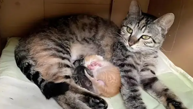 忘关车窗喜提流浪猫一家，厌猫车主立马心软，暖心安置被赞爆