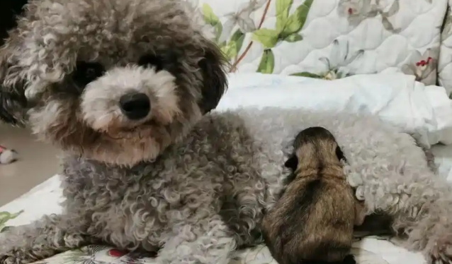 网友家的灰贵和白博美生了个独生子，这盲盒开得好绝啊