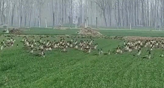 河南大哥麦田遇雁群，留满地蛋却不敢动