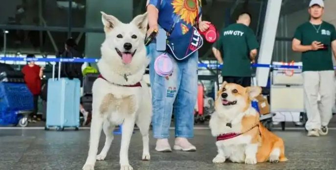 携宠出境游咨询量翻倍：航司酒店争抢“宠物友好”新蓝海