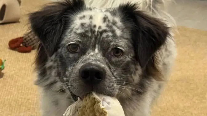 网友说家里的狗狗很有特点，孩子怎么长得烟熏火炎的？