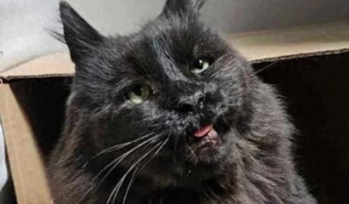 流浪猫绝境重生，七年苦熬一朝被爱，它终于再次露出了笑脸