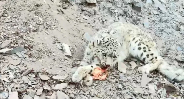 又救护一只雪豹！西宁野生动物园最新发布