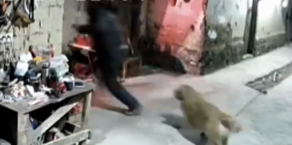 主人回应上厕所被金毛刨门提醒起火