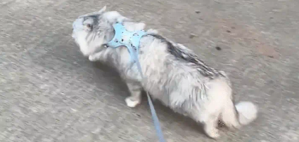 女子遛猫，猫咪先是后空翻，然后又是上树。