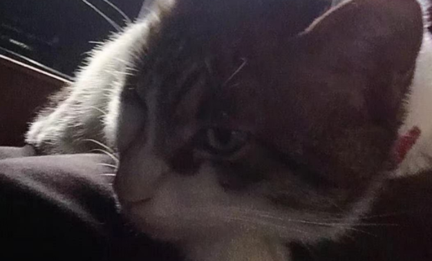 铲屎官的花频频失踪，半夜抓贼落网的竟是只猫