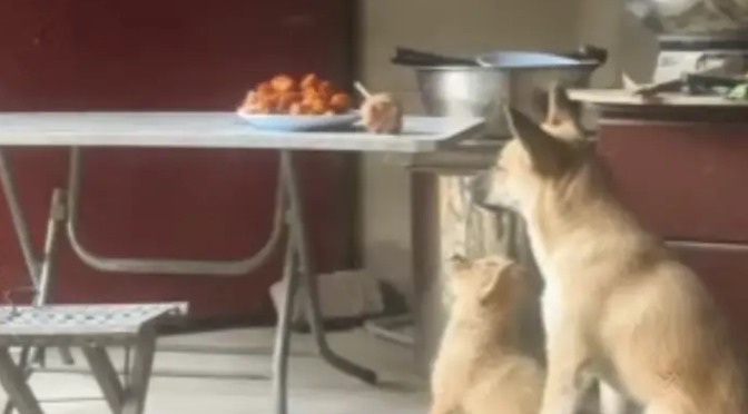 养 14 年老狗意外生下独生女，网友评论看哭：它一生都在为家操心