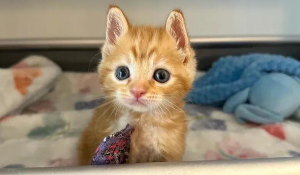 断腿小猫戴豚鼠项圈，个头虽小，内心却强大