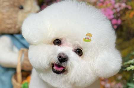 政校企联手办赛，为佛山“宠物经济”按下加速键