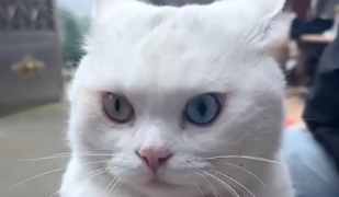 白猫总是被欺负，主人给猫毛发染色。网友：猫笑了五分钟才开始打