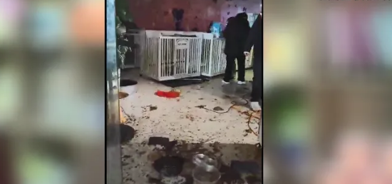 晋江一宠物店停业，14只小狗被困，奄奄一息…