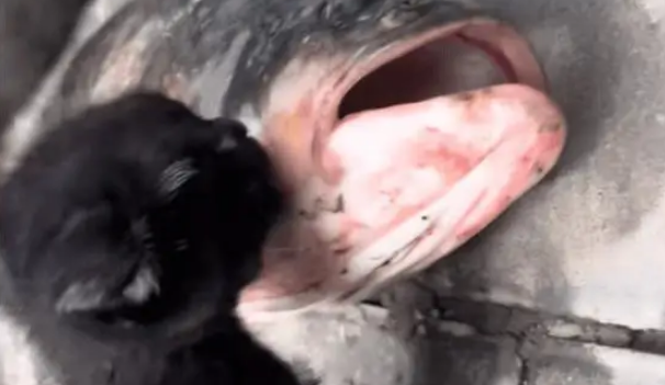 小姐姐钓了一条大鱼给小奶猫吃，小猫有点懵逼又幸福