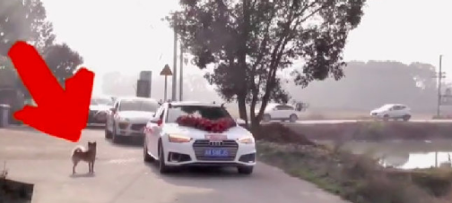 新娘出嫁，田园犬跟着婚车狂奔十几公里