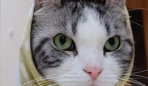 养猫两个月花20元，朋友说我对猫太抠门，结果它过得比谁都幸福