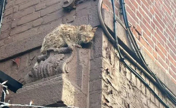 高楼边缘惊恐的流浪猫，被救后重获新生，活成该有的模样