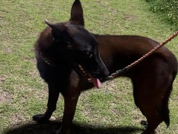 未拴绳柯基挑衅拴绳马犬，被咬后主人暴起，怒砸20分钟