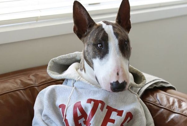 时尚圈的终极战场，为何是毛孩子