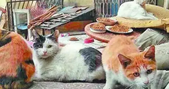 五万流浪猫围城：哈尔滨的“喵”患与解法