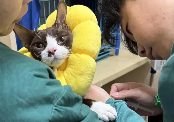 冬季月均“送别”100只，杭城宠物入殓师：让毛孩子体面地离开