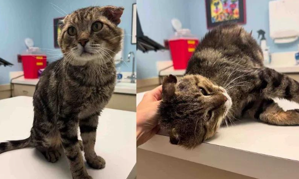 流浪猫苦守半年，路人伸手它主动靠头，这信任比什么都珍贵