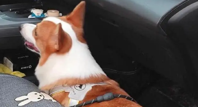 柯基误闯高速致堵塞，交警抓捕反被遛，汪：我走的是“基动”车道