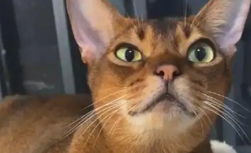 出差将阿比西尼亚猫托付给妈妈，一月后胖若两猫