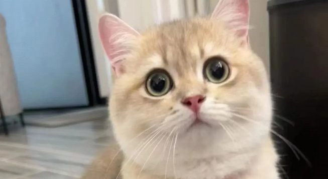 养猫两个月花20元，朋友说我对猫太抠门，结果它过得比谁都幸福