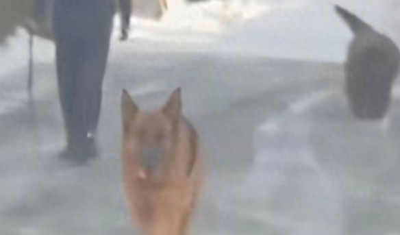 一男子吐槽邻居小区内遛藏獒等多条大型犬不牵绳最新进展