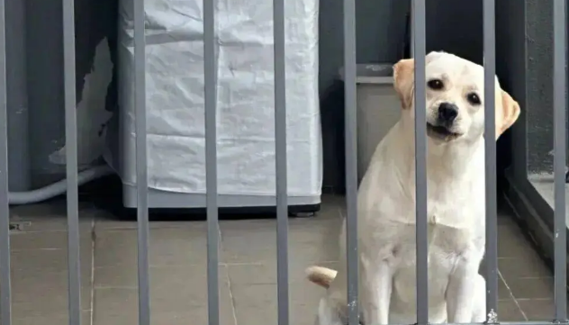 隔壁的拉布拉多总是在阳台叫她，妹子鼓起勇气……终于撸到了狗