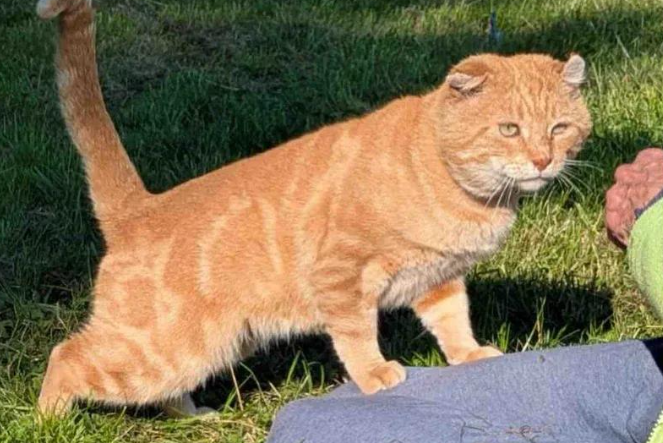 流浪六年的烂耳橘猫，被抓后查出猫艾滋