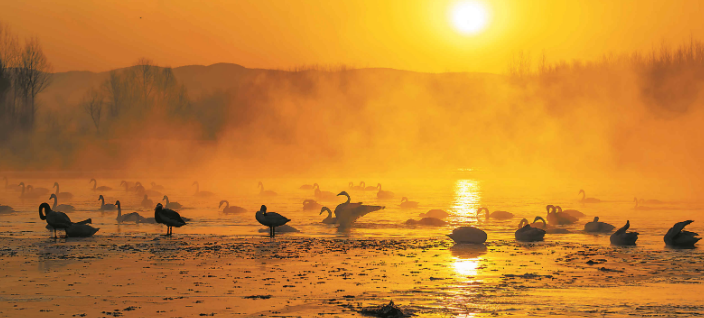 已超5000只！黄河湿地变身西伯利亚越冬大天鹅栖息地