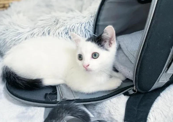 停车场偶遇小可怜，路人出手相助，三个月后它活成了小太阳