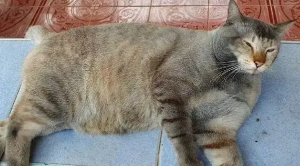 猫咪疯玩成泥猴，回家累瘫被笑胖，毛孩子白眼：你礼貌吗？