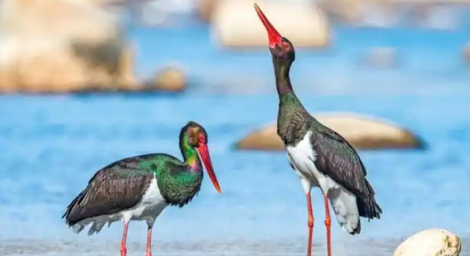 国家一级保护动物黑鹳落难田间 永济林业局成功救助