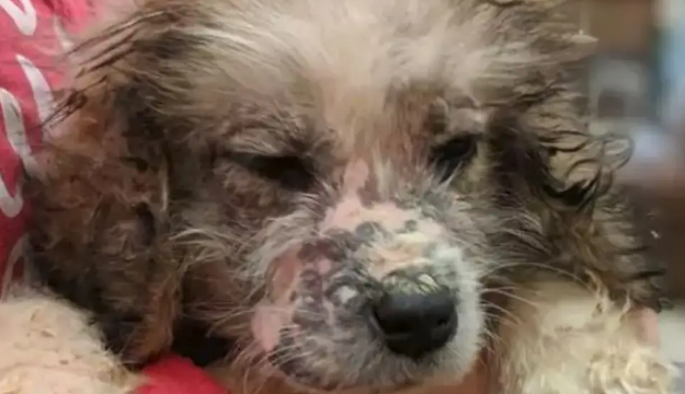 网友捡了6只快死了的无毛小奶狗，没想到养着养着……变成了大白熊