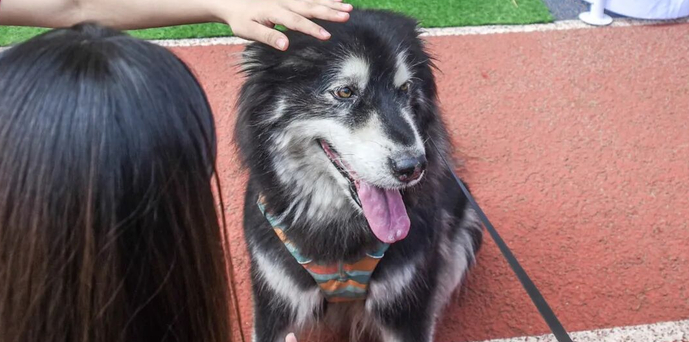 笑脸、萌宠、联名周边，这届宠物展萌趣十足！