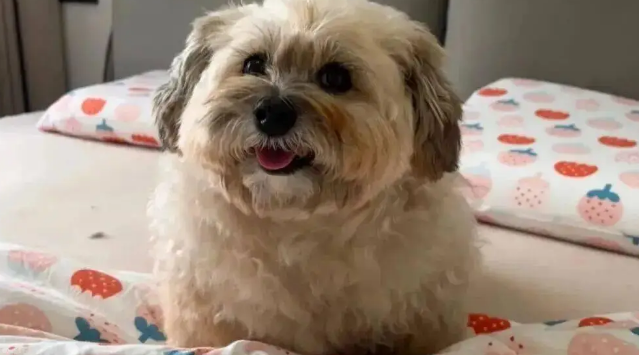 狗狗睡觉时往往很警觉，但网友家的狗……哈哈哈哈！