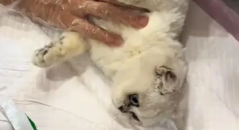 电梯口捡到银渐层，原主弃养苦等7日，安全出口见真情