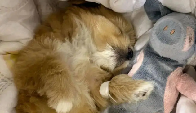 妹子用火腿肠跟流浪狗妈妈换了只宝宝，这不赚大啦！ 