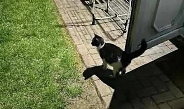 流浪猫妈孕期被救，生下五仔还收养一只孤儿