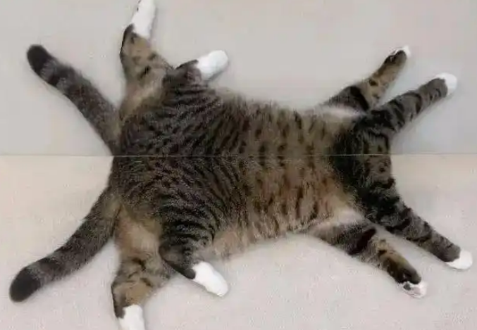 铲屎官：我家猫咪一夜之间长出“八条腿”，但头却不见了！