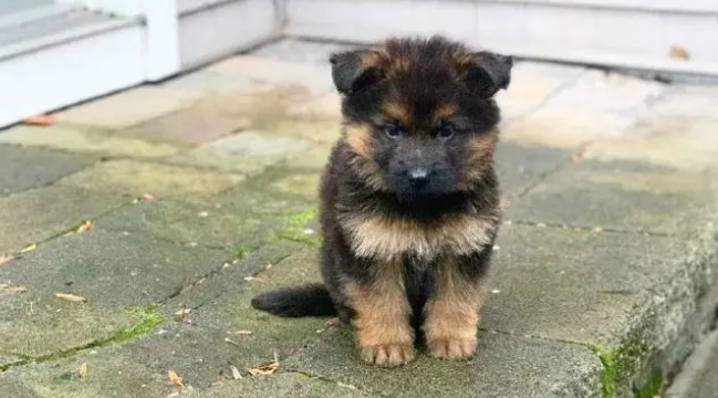 一只德牧宝宝的照片走红，网友惊呼：这就是我的心上狗