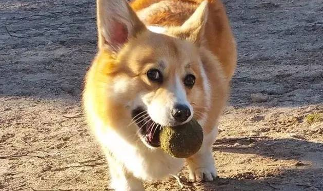 狗狗用尾巴玩球火了！网友：这技术比国足厉害？