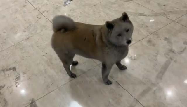 厨房着火，柴犬被熏黑。网友：灰太狼在哪买的