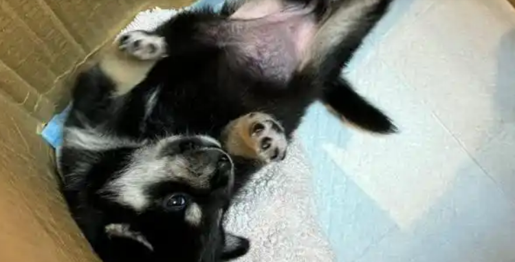 妹子收养两只流浪狗，毛色天差地别，两年后长成“双胞胎”！