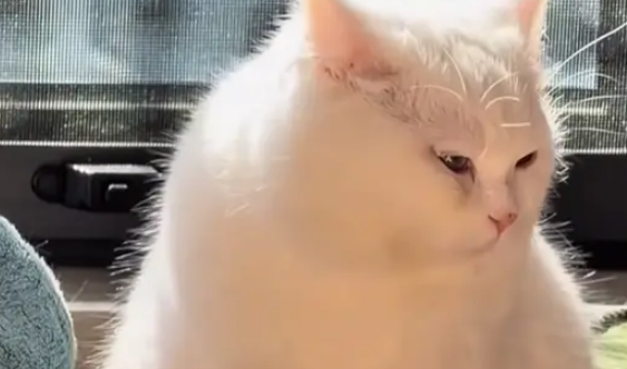 狸花猫丧彪配白猫汤圆，娃花色似开盲盒，网友赐名小八嘎