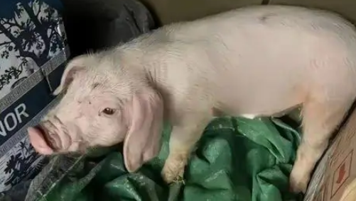 猪狗被困10天，猪饿出马甲线，拉布拉多却胖出啤酒肚