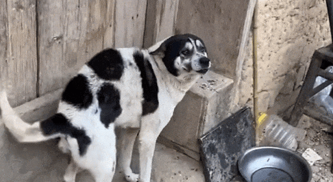 一条四眼老狗在主人去世后，守着破旧的土房子，泪目了