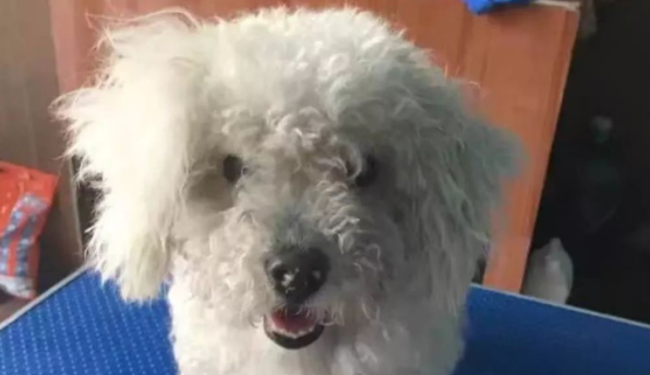 网友捡到流浪狗送医，老板直呼网友赚到了